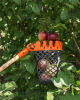 V-SERIES-P fruit harvester - without a handle