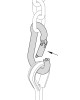 Safety Hook 8x80 m Galvanized DIN 5299/230Kg